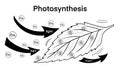 photosynthesis, plant has emerged from nutrient-rich soil and surrounded by a variety of chemical elements Royalty Free Stock Photo